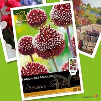 Allium Red Mohican - Sierui-3