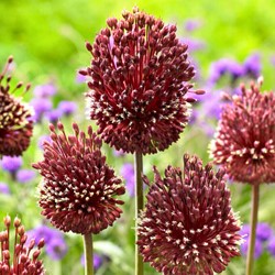 Allium Red Mohican - Sierui