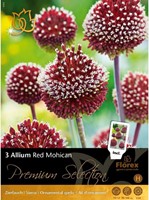 Allium Red Mohican - Sierui
