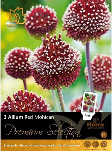 Allium Red Mohican - Sierui