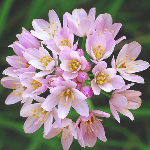 Allium roseum - Sierui