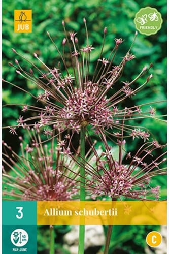 Allium Schubertii - Sierui