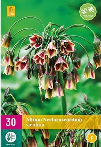 Allium Siculum - Sierui