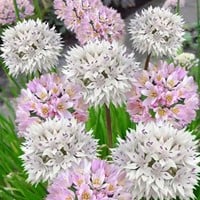 Alliums Roseum & Amplectens Mix - Sierui