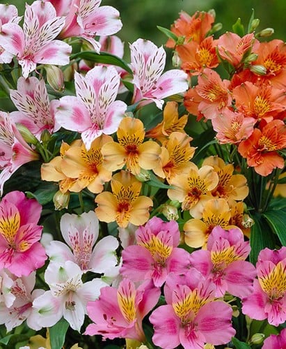 Alstroemeria Gemengd