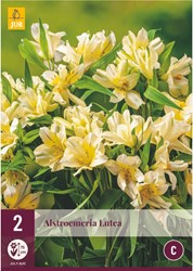 Alstroemeria Lutea – Incalelie