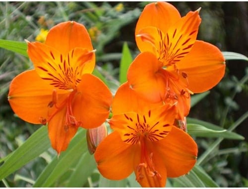 Alstroemeria Oranje King