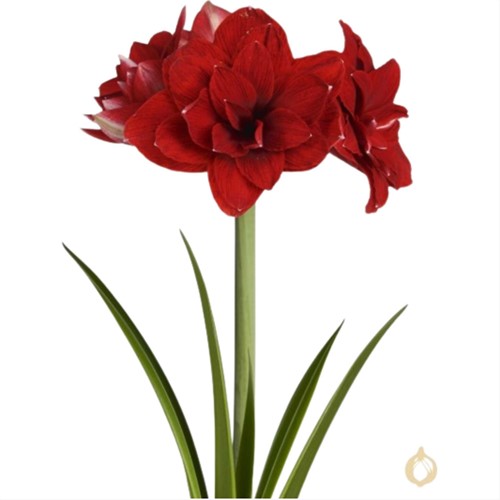 Amaryllis Dubbelbloemig Rood - Hippeastrum