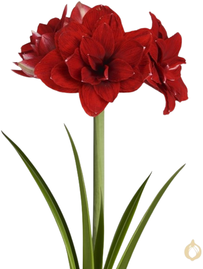 Amaryllis Dubbelbloemig Rood