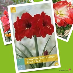 Amaryllis Rood - Hippeastrum