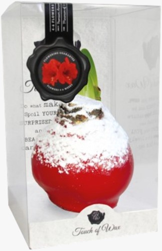 Wax Amaryllis Sneeuw Rood