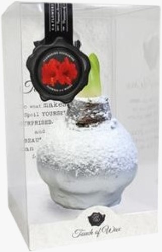 Wax Amaryllis Sneeuw Zilver