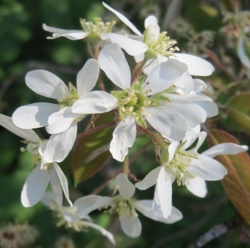 Amelanchier lamarckii - Amerikaans Krentenboompje