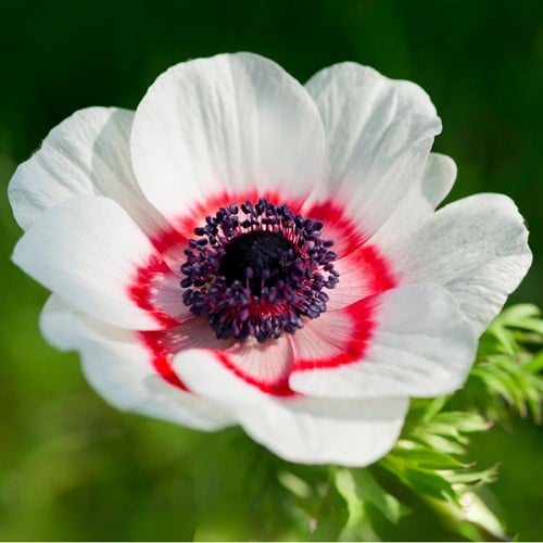 Anemoon Bicolor - Anemone coronaria