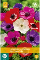 Anemonen de Caen Mix - Anemone (Grootverpakking)-2
