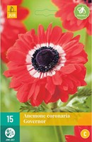 Anemoon The Governor - Anemone coronaria