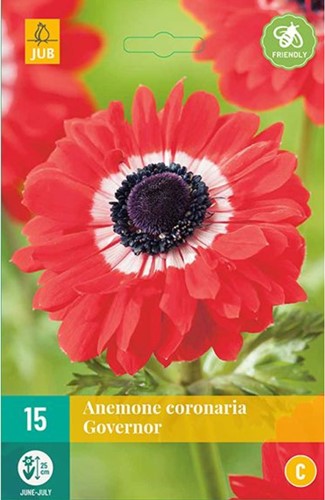 Anemoon The Governor - Anemone coronaria
