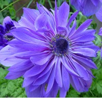 Anemoon Lord Lieutenant - Anemone