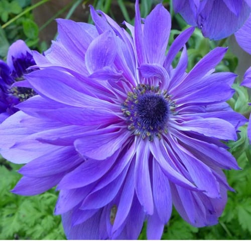 Anemoon Lord Lieutenant - Anemone