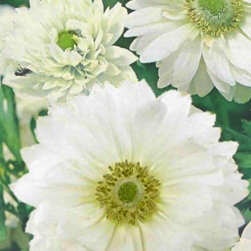 Anemoon Mount Everest - Anemone coronaria