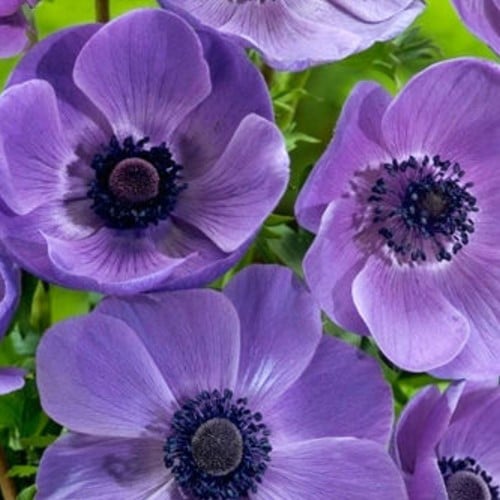 Anemoon Mr. Fokker - Anemone coronaria