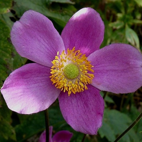 Anemone Splendens - Herfstanemoon