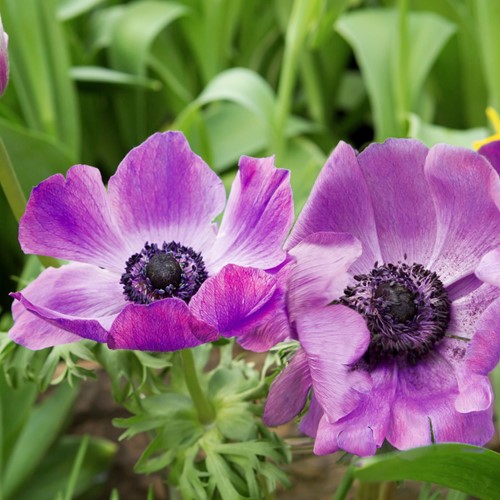 Anemoon Sylphide  - Anemone