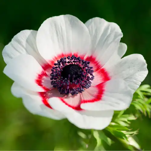 Anemone