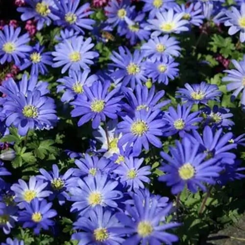 Anemoon Blanda Blue Shade - Anemone blanda