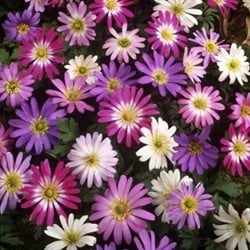 Anemoon blanda Mix - Anemone