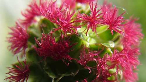 Kleine Pimpernel Sorbenkruid - Sanguisorba minor