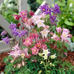 Akelei Biedermeier - Aquilegia potplant