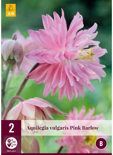 Aquilegia Pink Barlow - Akelei