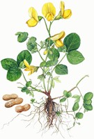 Pindaplant zaden - Arachis hypogaea-2