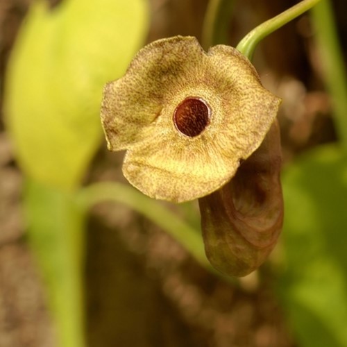 Aristolochia Durior - Macrophylla