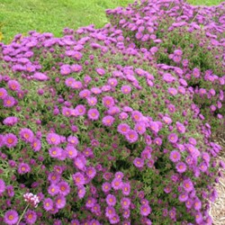 Herfstaster Herbstgruss von Bresserhof – Aster dumosus