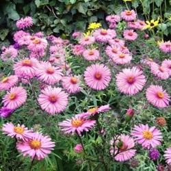 Aster dumosus Jenny - Herfstaster