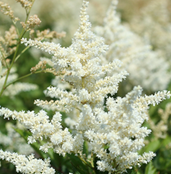 Astilbe (A) Brautschleier - Spirea