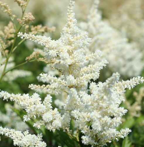 Astilbe (A) Brautschleier - Spirea