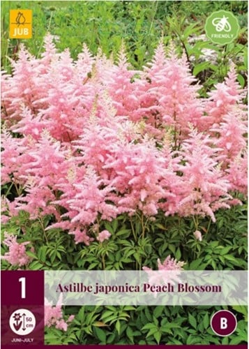 Astilbe Japonica Peach Blossom - Pluimspierea