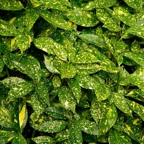 Aucuba japonica Variegata - Broodboom