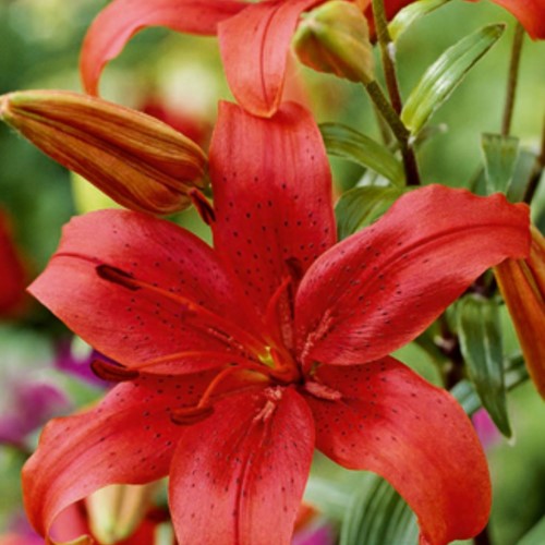 Aziatische Lelie Rood - Lilium Asiaticum