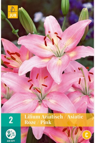 Aziatische Lelie Roze - Lilium-2