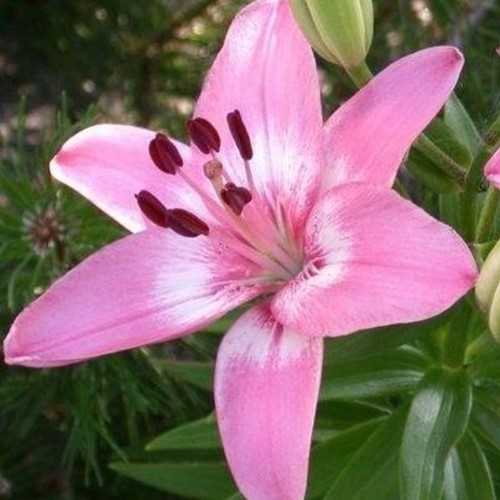 Aziatische Lelie Roze - Lilium