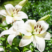 Aziatische Lelie Wit - Lilium asiaticum