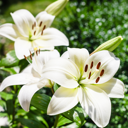 Aziatische Lelie Wit - Lilium asiaticum