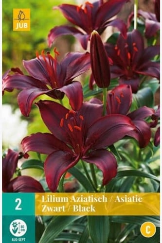 Aziatische Lelie Zwart - Lilium