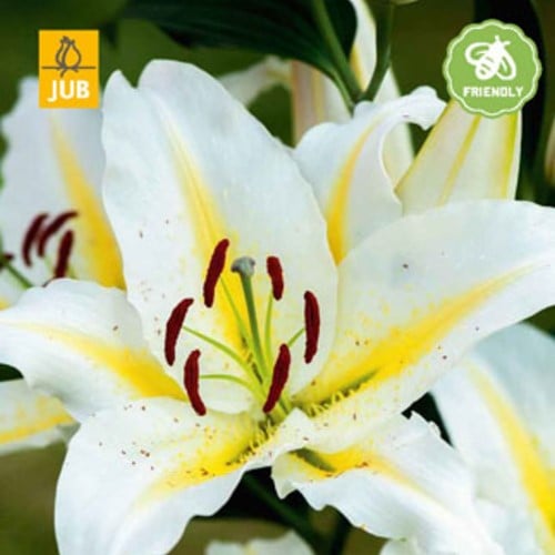 Lilium Baferrari - Lelie