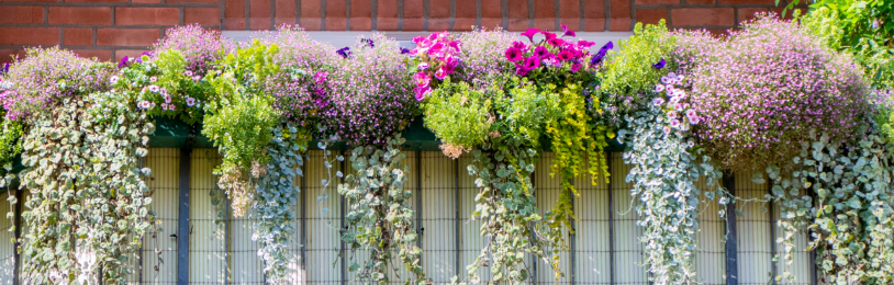 Balkon planten inspiratie