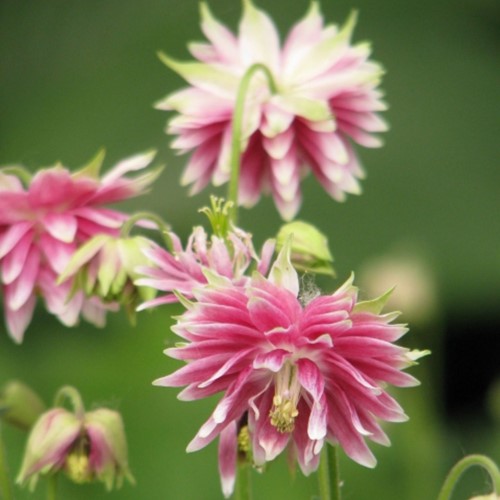 Aquilegia Barlow Roze - Akelei